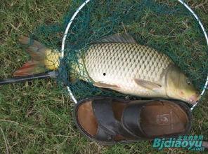 重庆爆料大鲤鱼事件视频,真相与争议交织 第2张 重庆爆料大鲤鱼事件视频,真相与争议交织 第2张